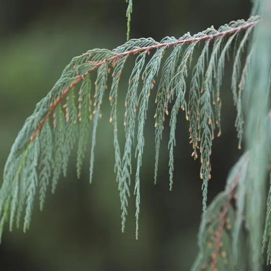 Just another conifer? Think again