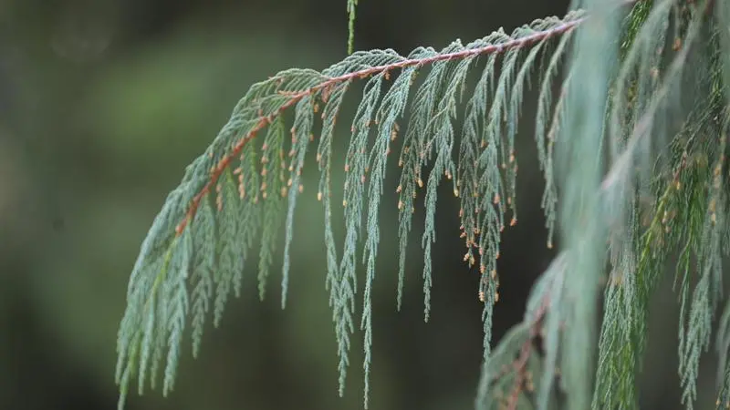 Just another conifer? Think again
