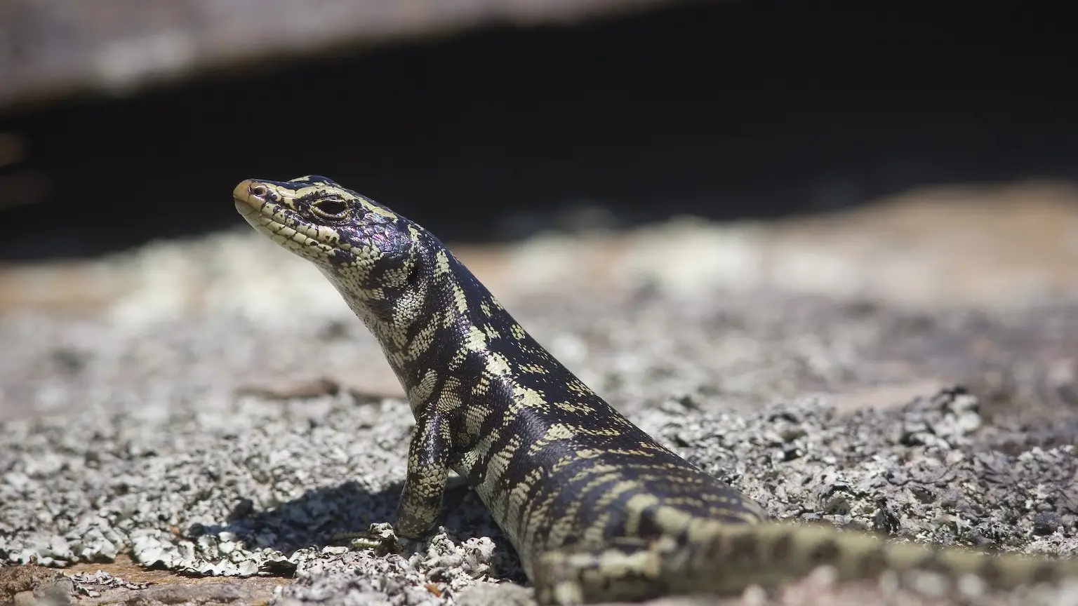 Endangered skinks need our protection