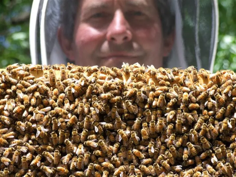 Varrora Destructor Varroa mite find 'devastating news'