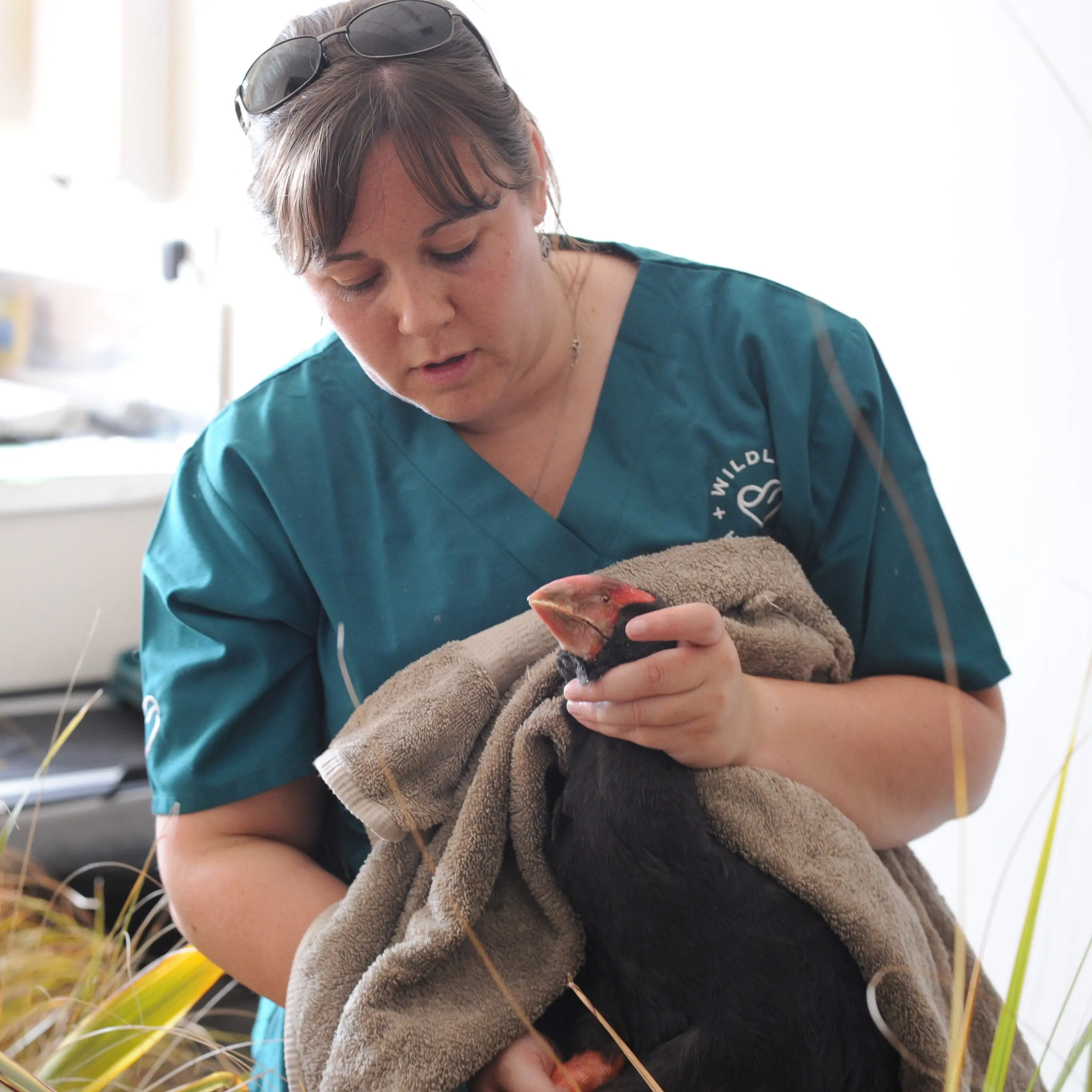 Decision not to fund wildlife hospital defended