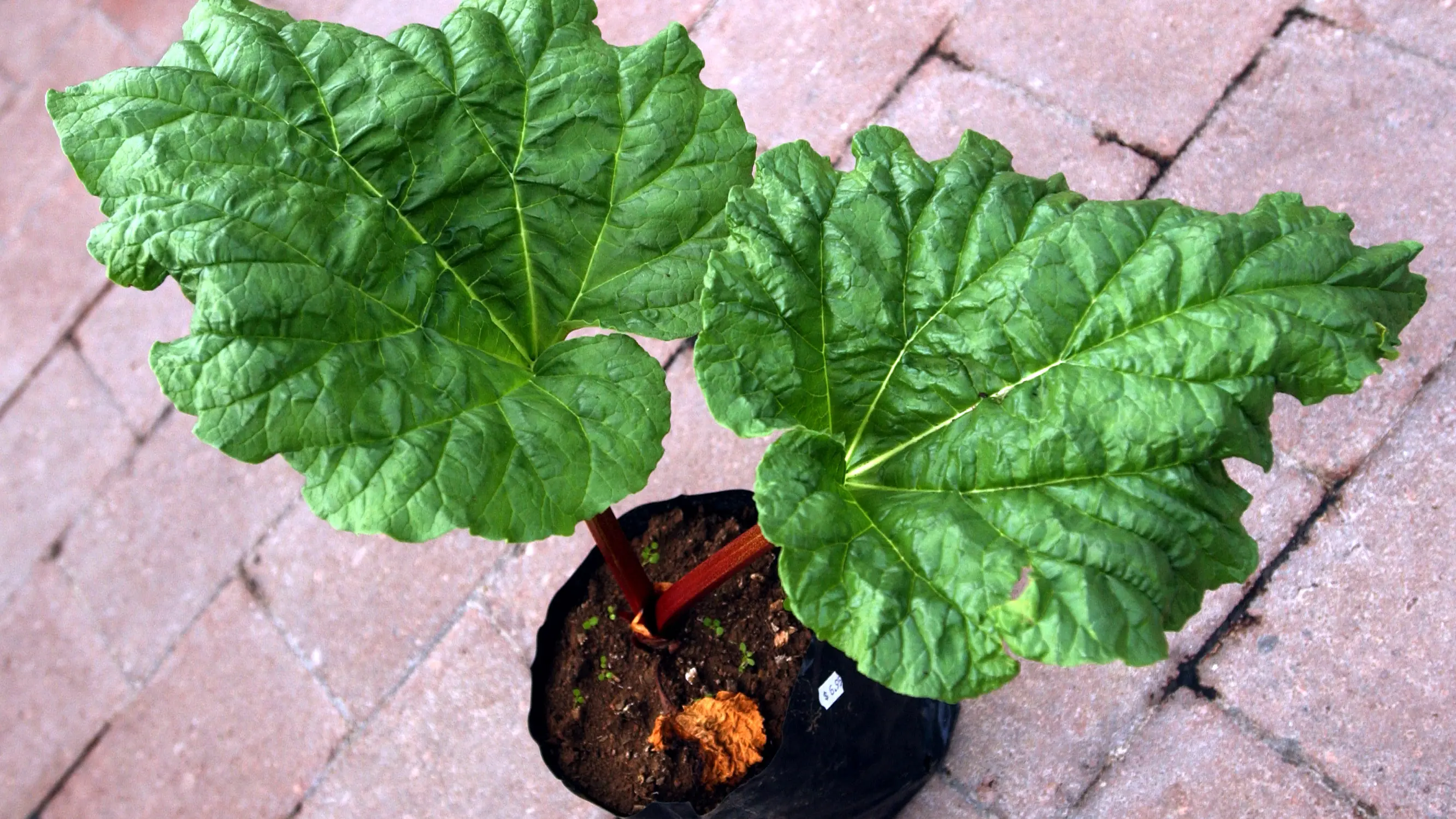 Your garden