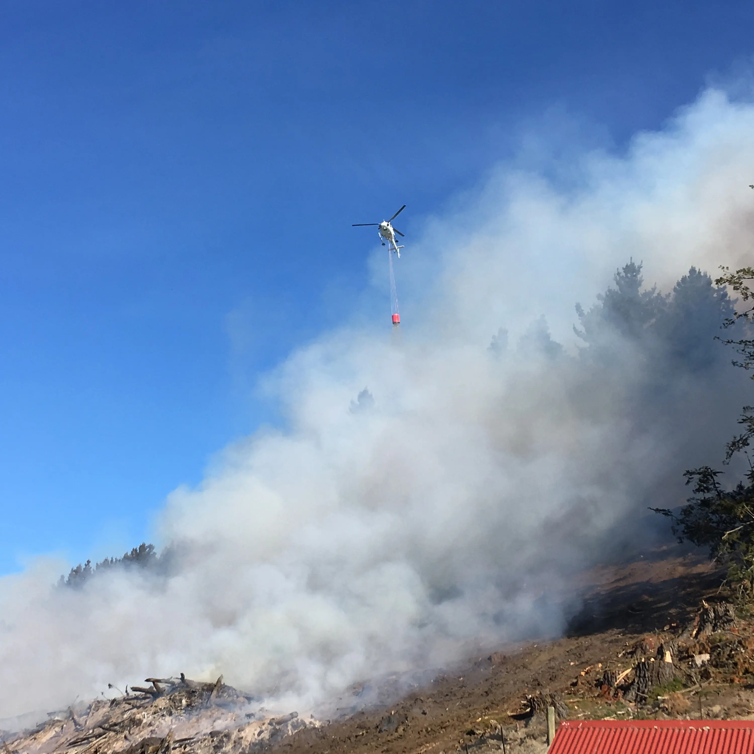 Burn-off threatens forest