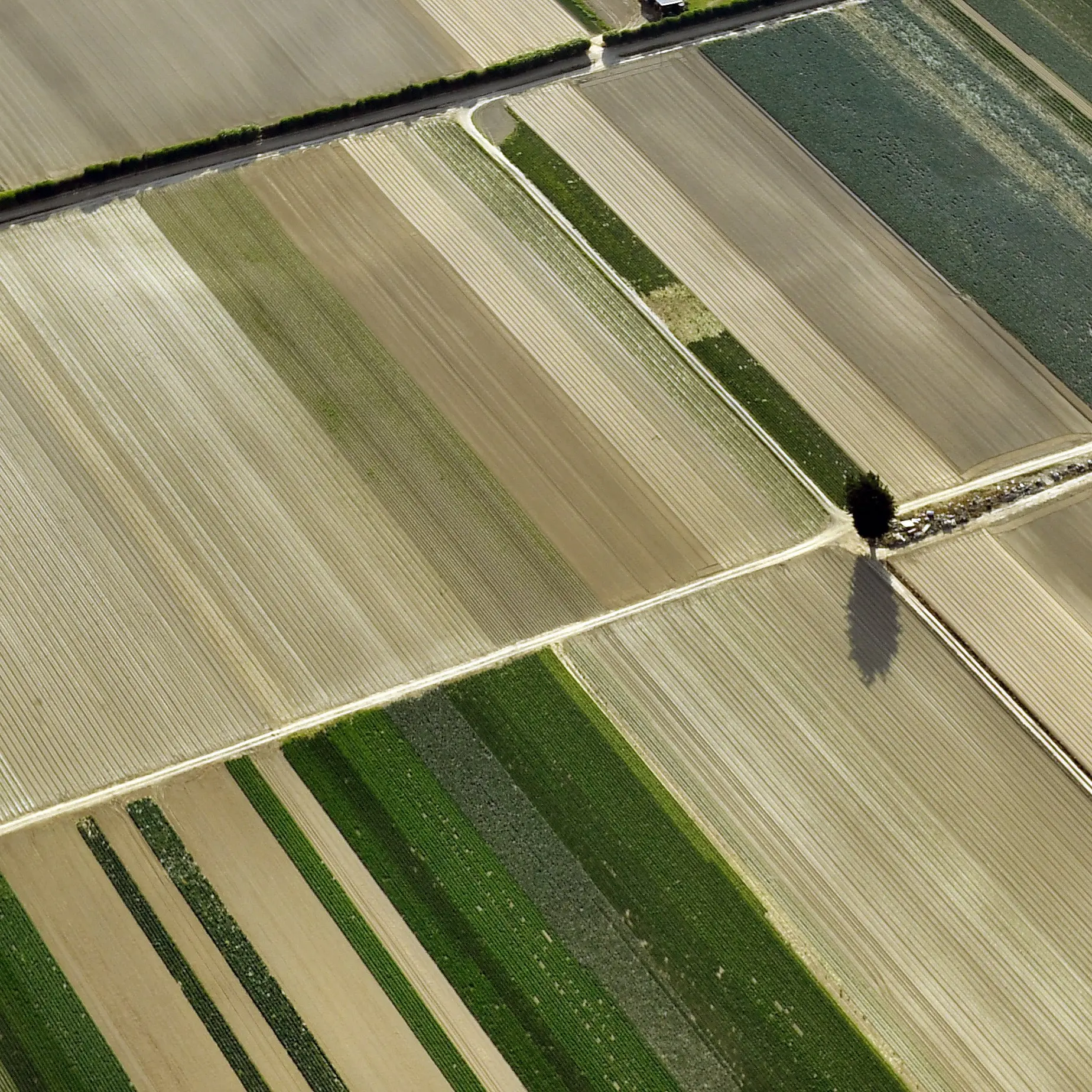 Plans for a good harvest