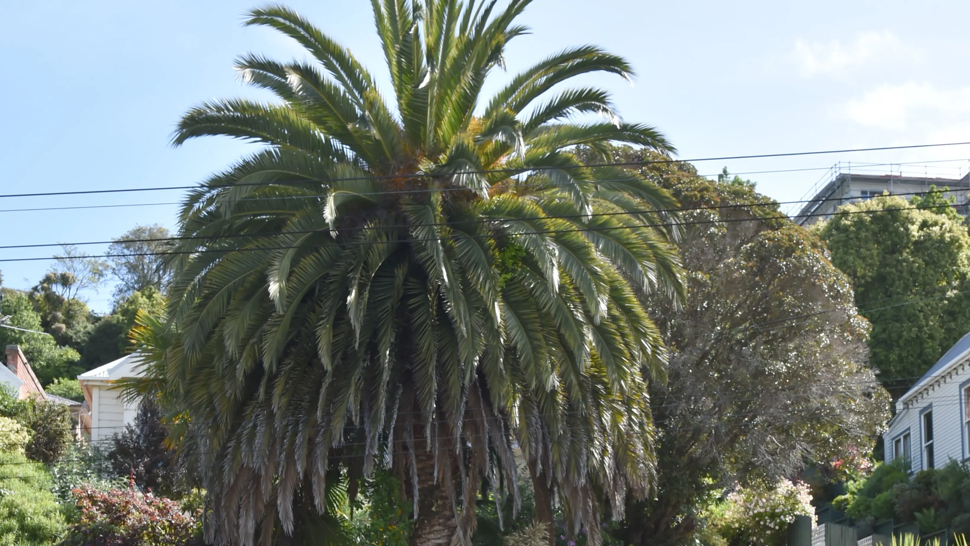 A barren fruit of colonisation