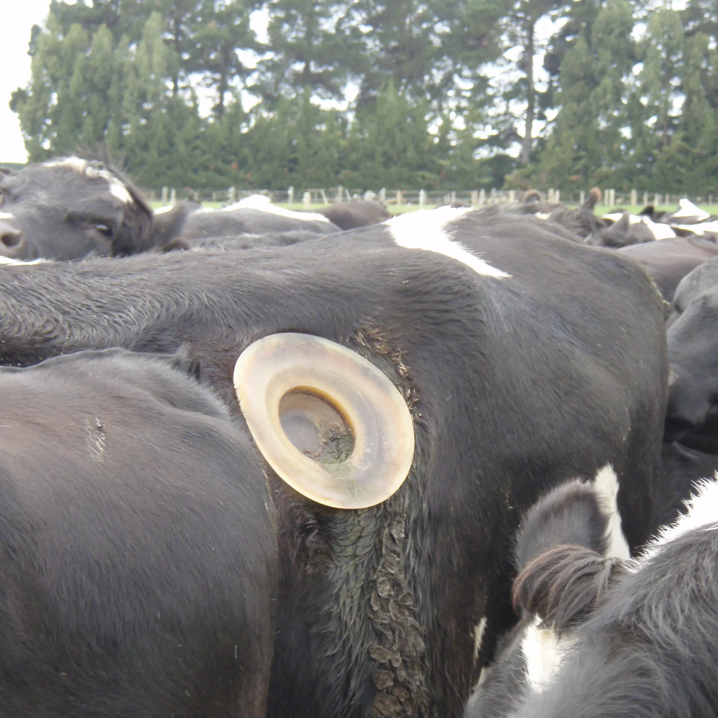 Lincoln Uni cows used for 'cruel and barbaric' research