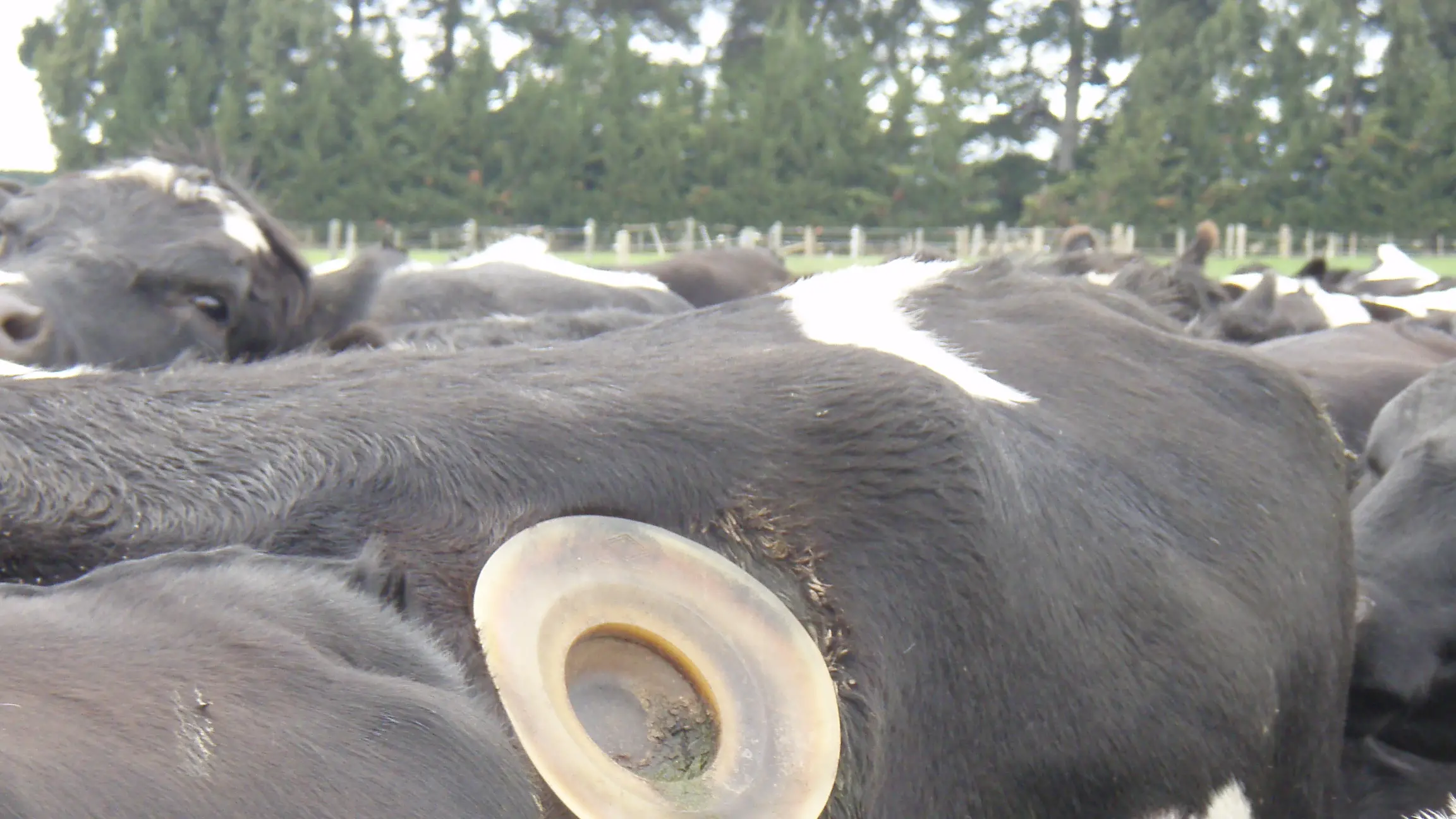 Lincoln Uni cows used for 'cruel and barbaric' research