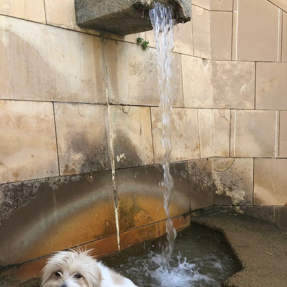 It's a dog's life in the desert
