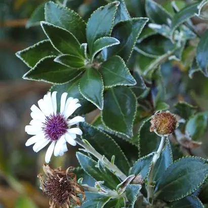 Daisy species to suit every garden