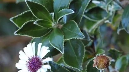 Daisy species to suit every garden