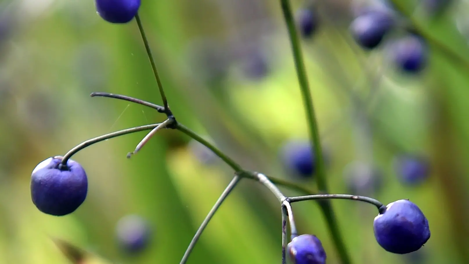 Seeds spread via many methods