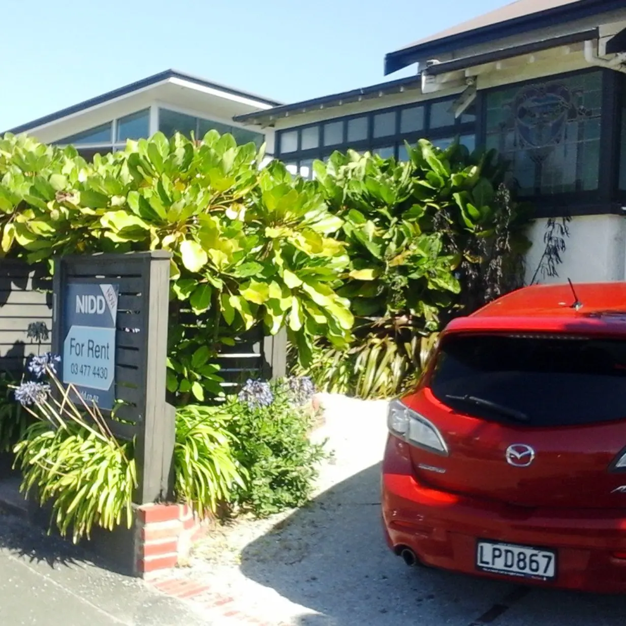 Buccaneers of NZ flora