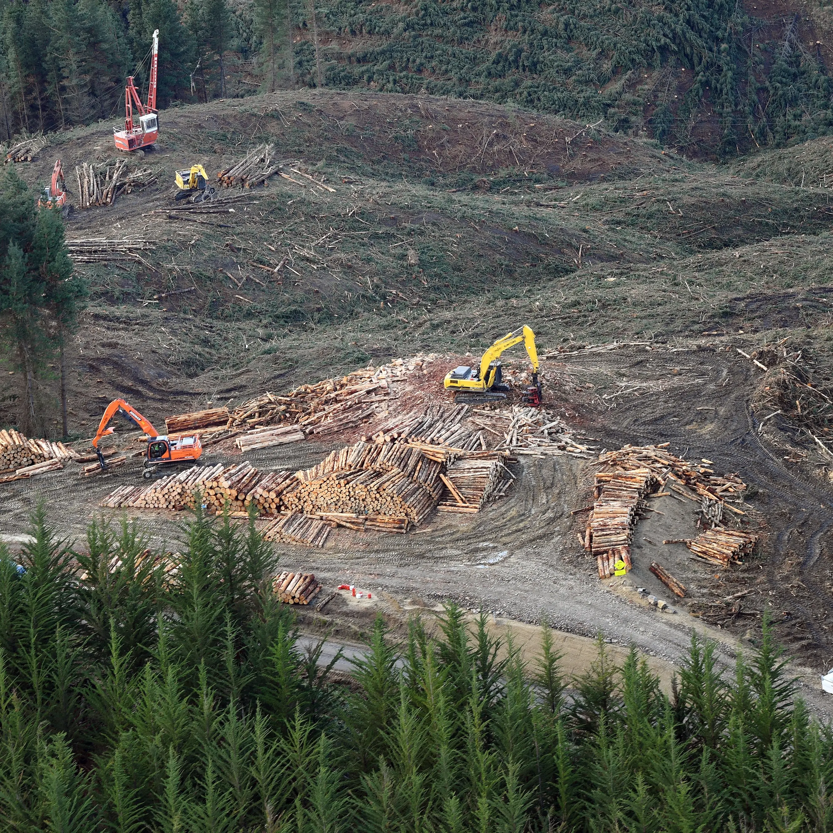 PGF to help Otago teens into forestry careers