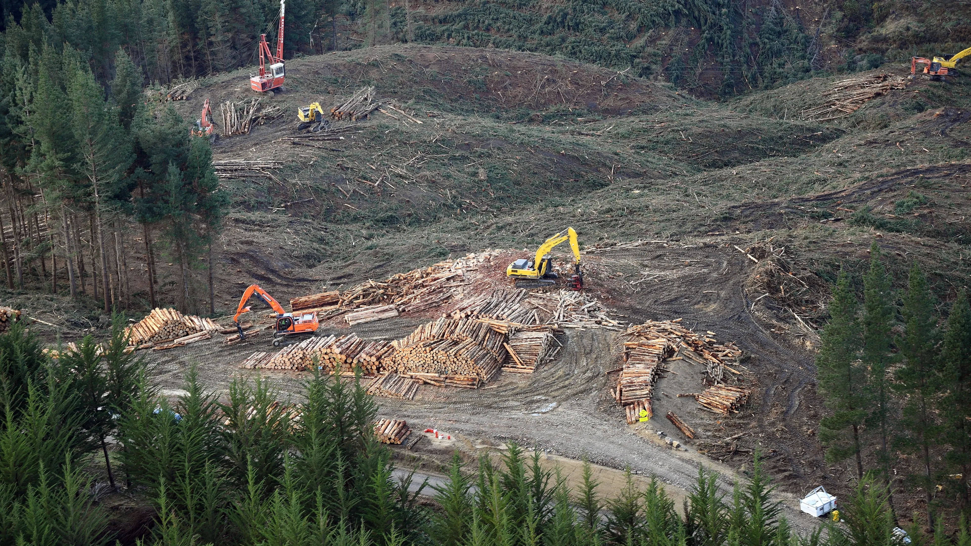 PGF to help Otago teens into forestry careers