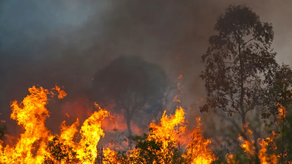Hundreds evacuated from Qld bushfire zones