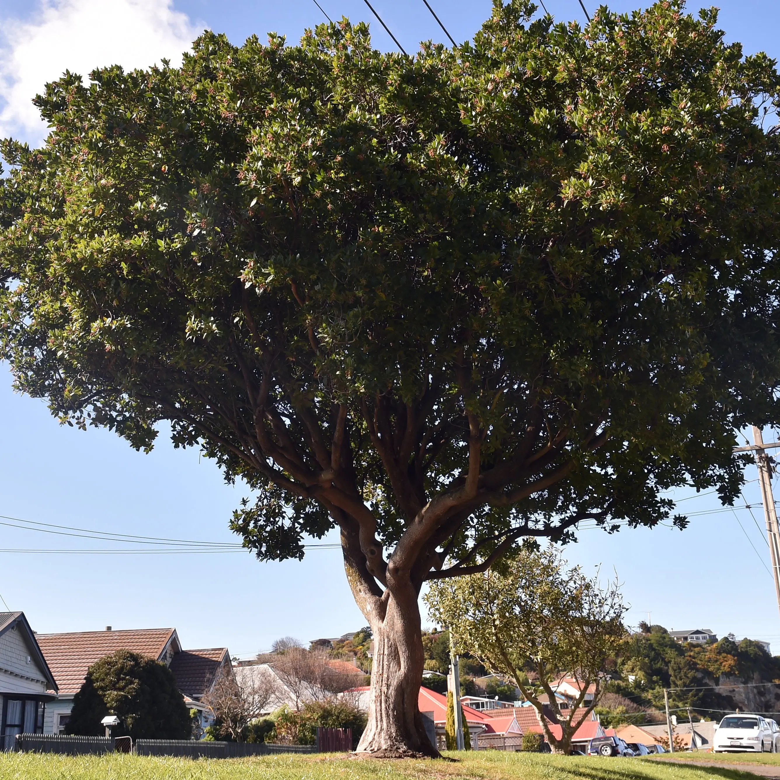 A tree for all occasions