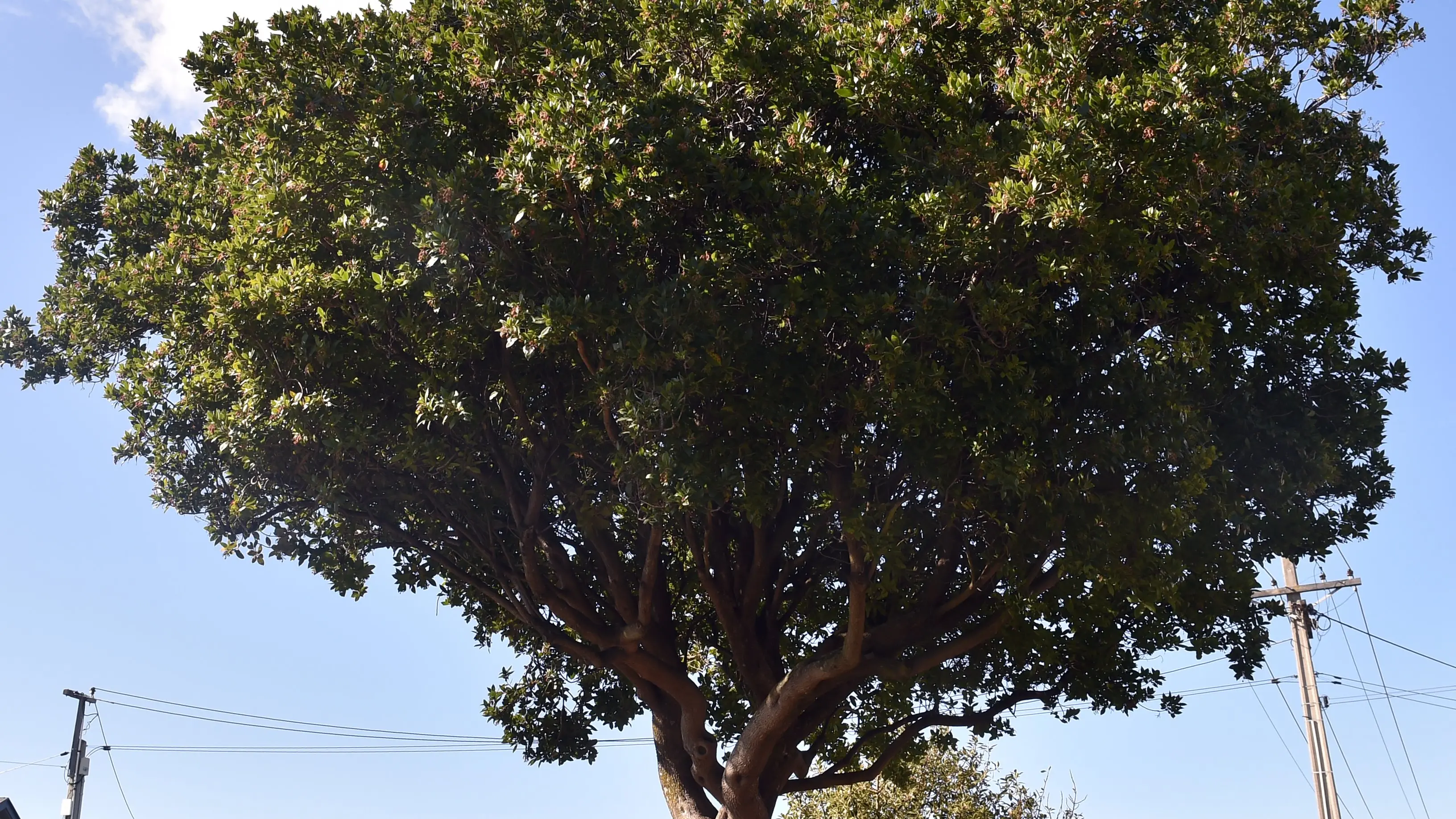 A tree for all occasions