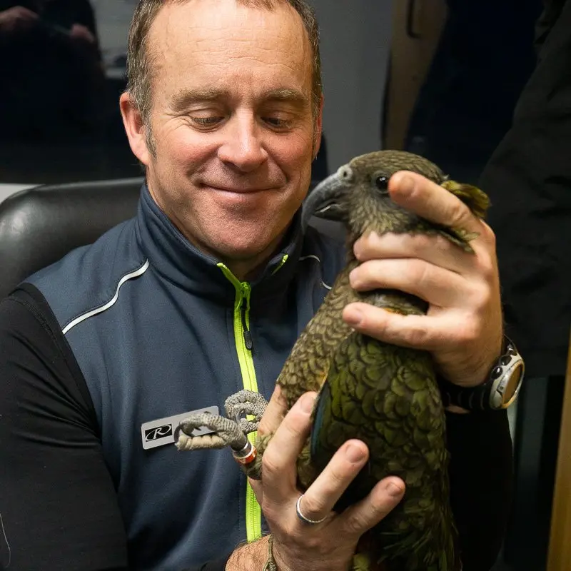 Kea making comeback