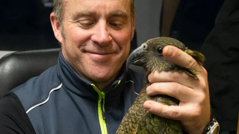 Kea making comeback