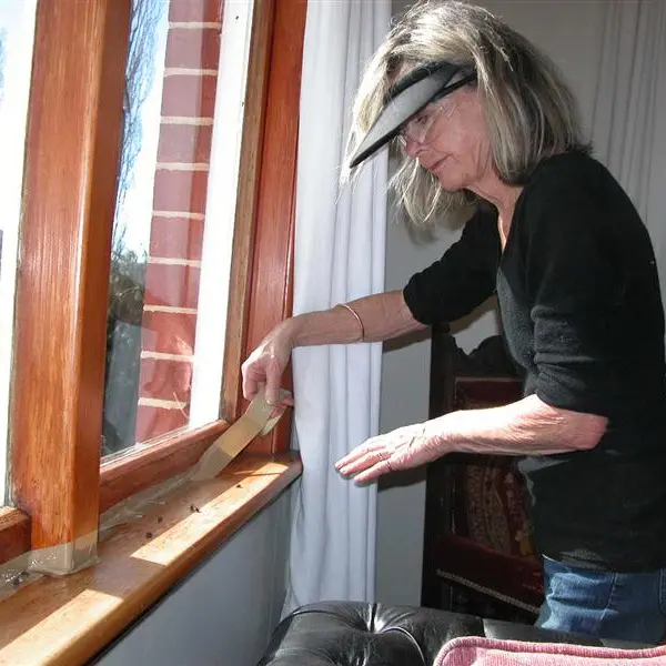 Cluster flies drive woman to despair