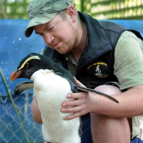 Rare bird healing at Penguin Place
