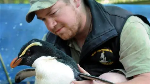 Rare bird healing at Penguin Place