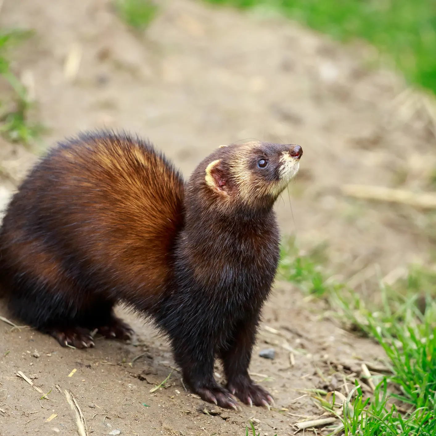 Ferret main suspect in killing of penguin chicks