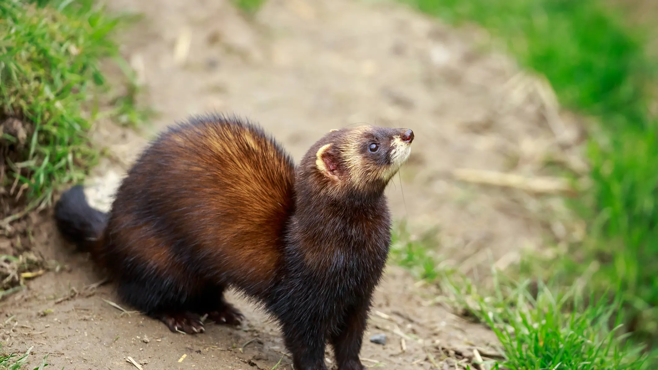 Ferret main suspect in killing of penguin chicks