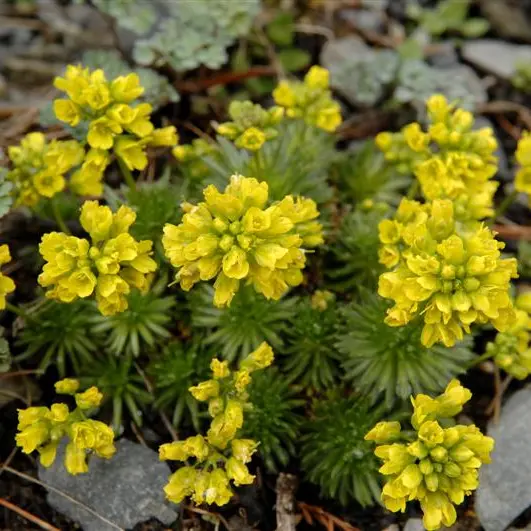 Plant Life: Grouping plants creates impact