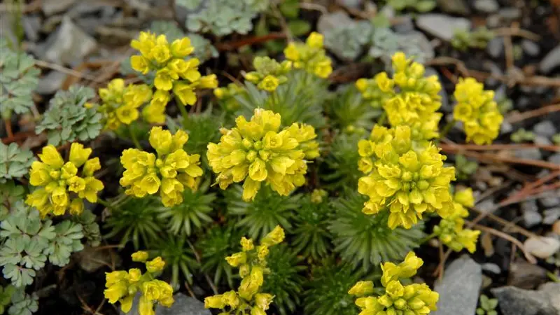 Plant Life: Grouping plants creates impact