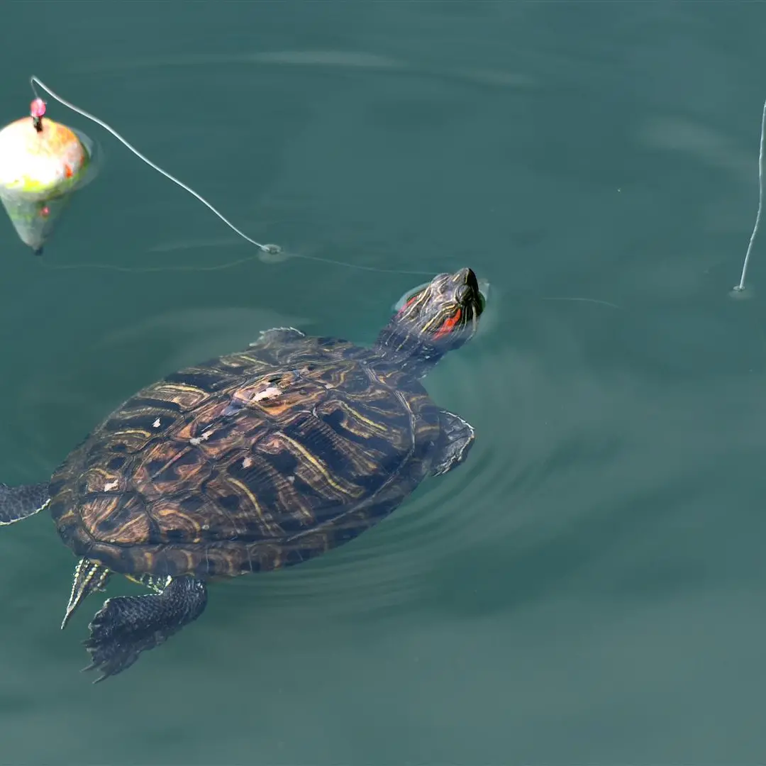 Fishing trip turns turtle