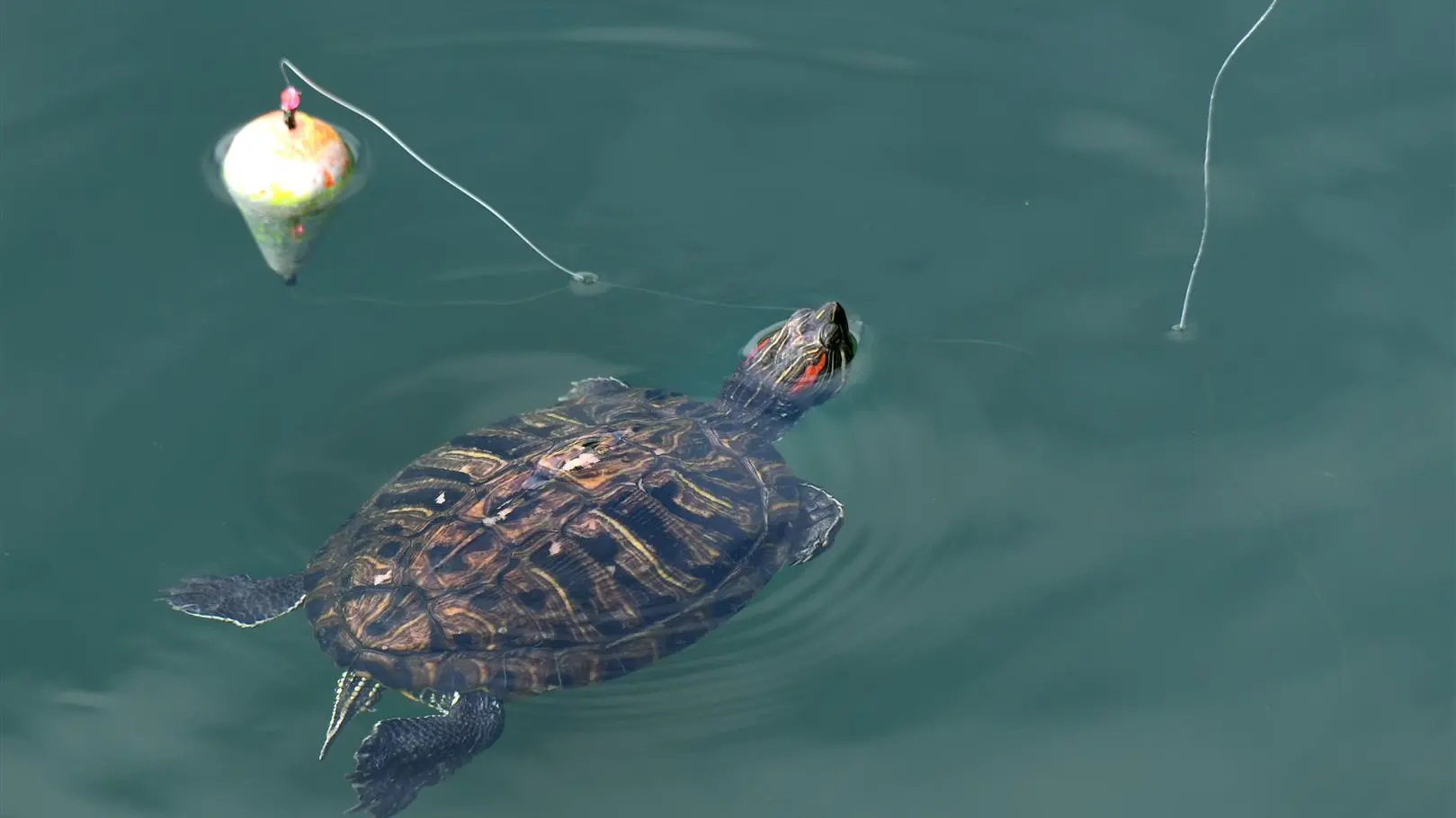 Fishing trip turns turtle