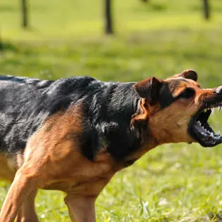 Dog attack data shows very few owners ever prosecuted