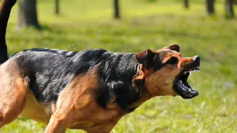 Dog attack data shows very few owners ever prosecuted