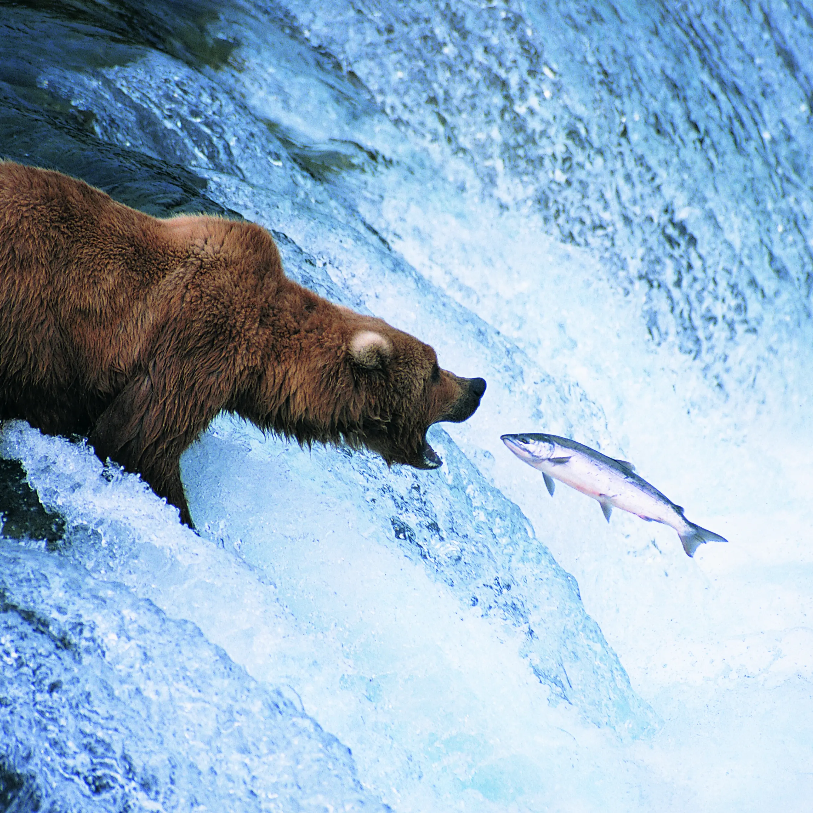 The bear necessities