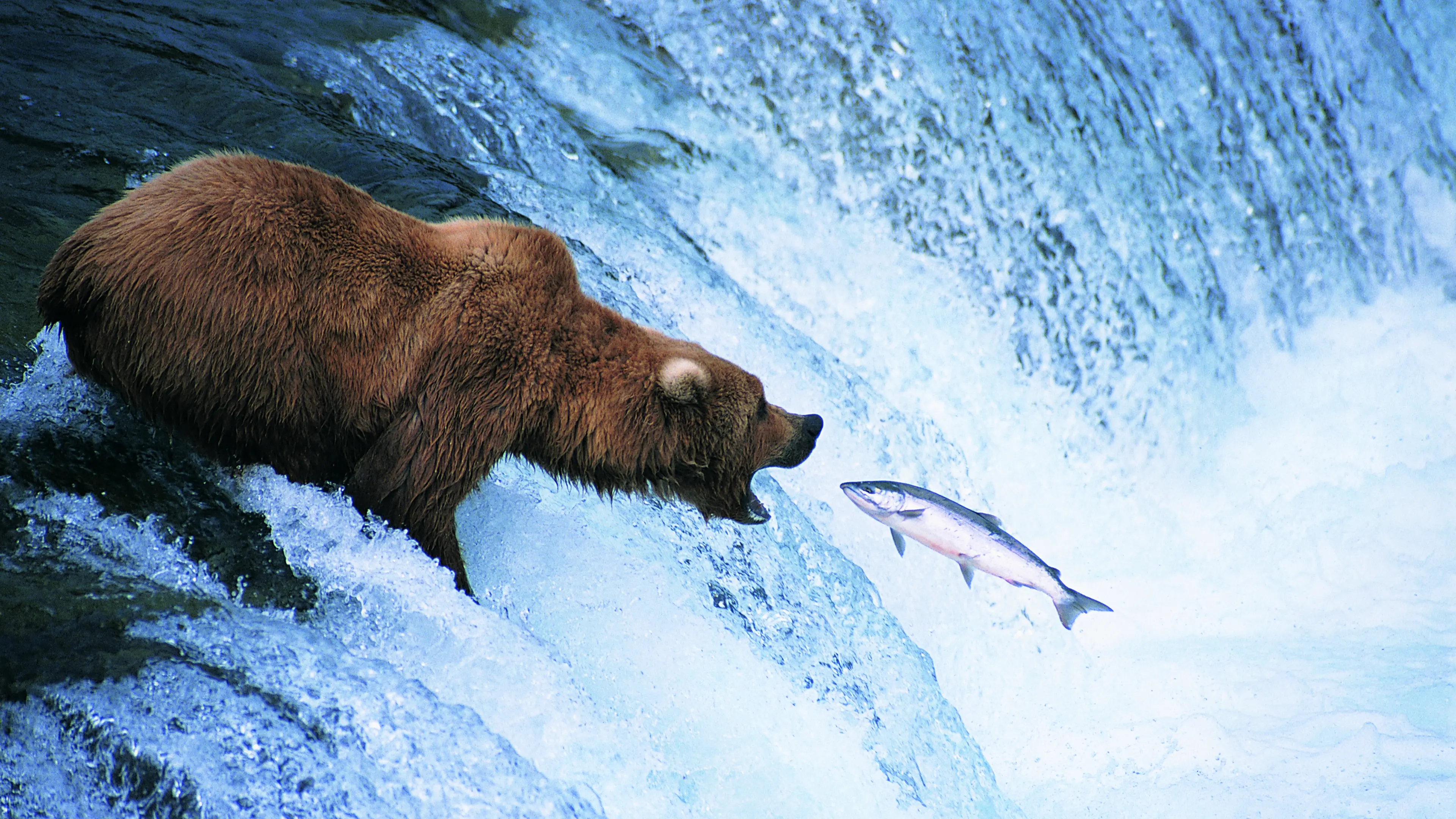 The bear necessities