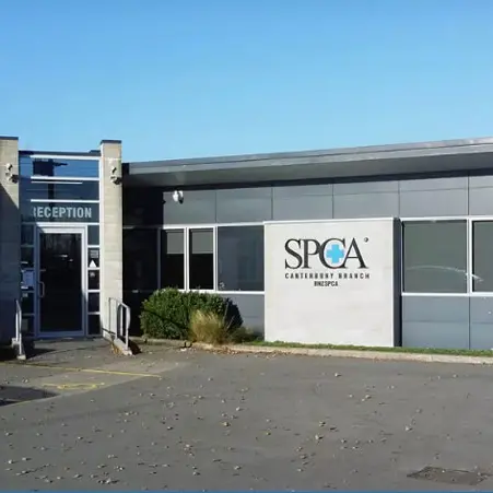 SPCA sees a decrease in abandoned animals since lockdown