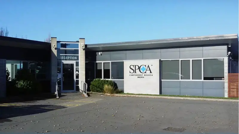 SPCA sees a decrease in abandoned animals since lockdown