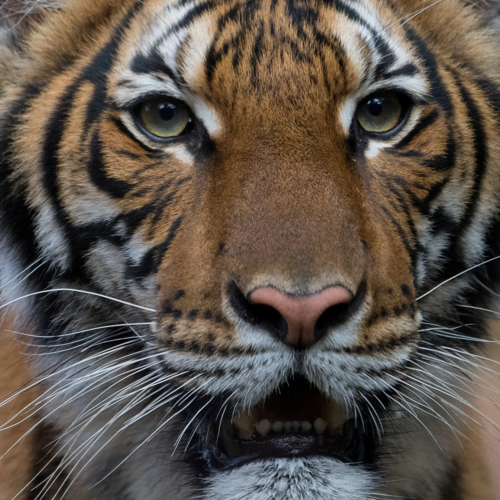 Tiger at New York zoo tests positive for coronavirus