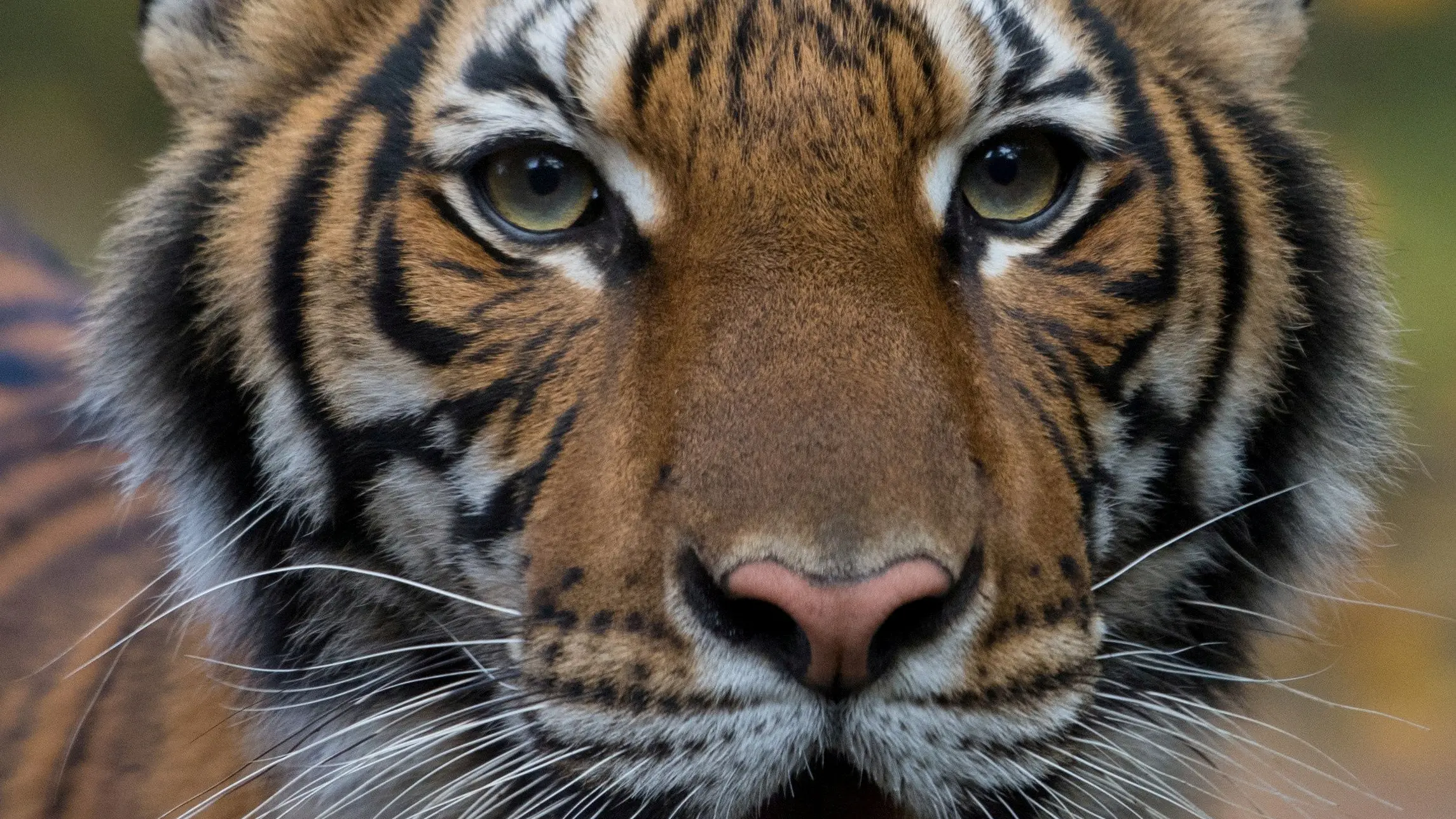Tiger at New York zoo tests positive for coronavirus