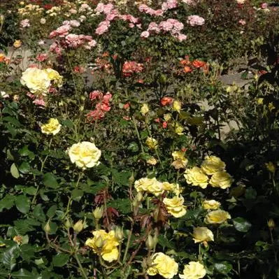 Boost for roses after tough times