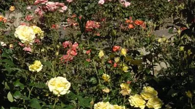 Boost for roses after tough times
