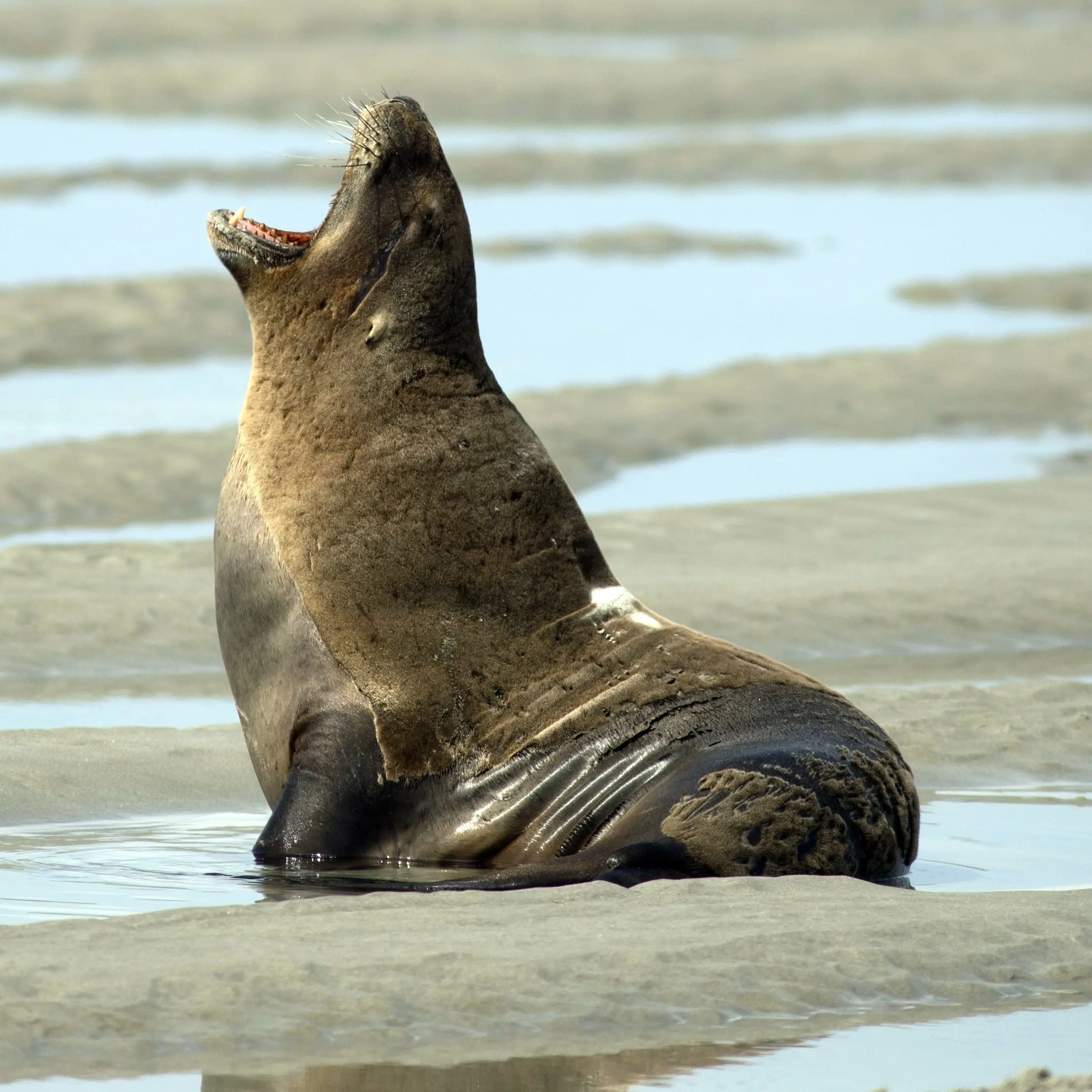 Of summer’s sirens and sea lions