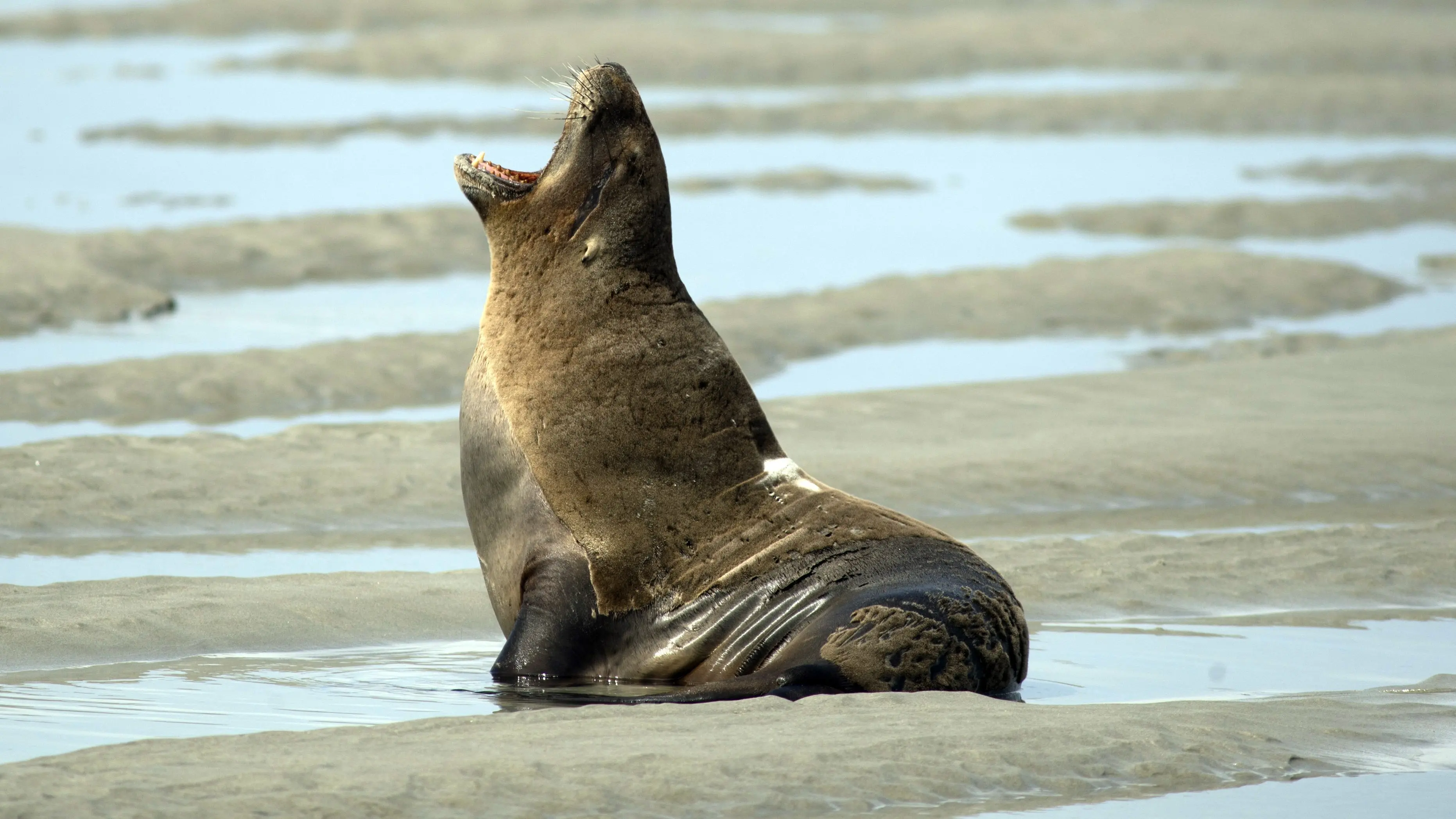 Of summer’s sirens and sea lions