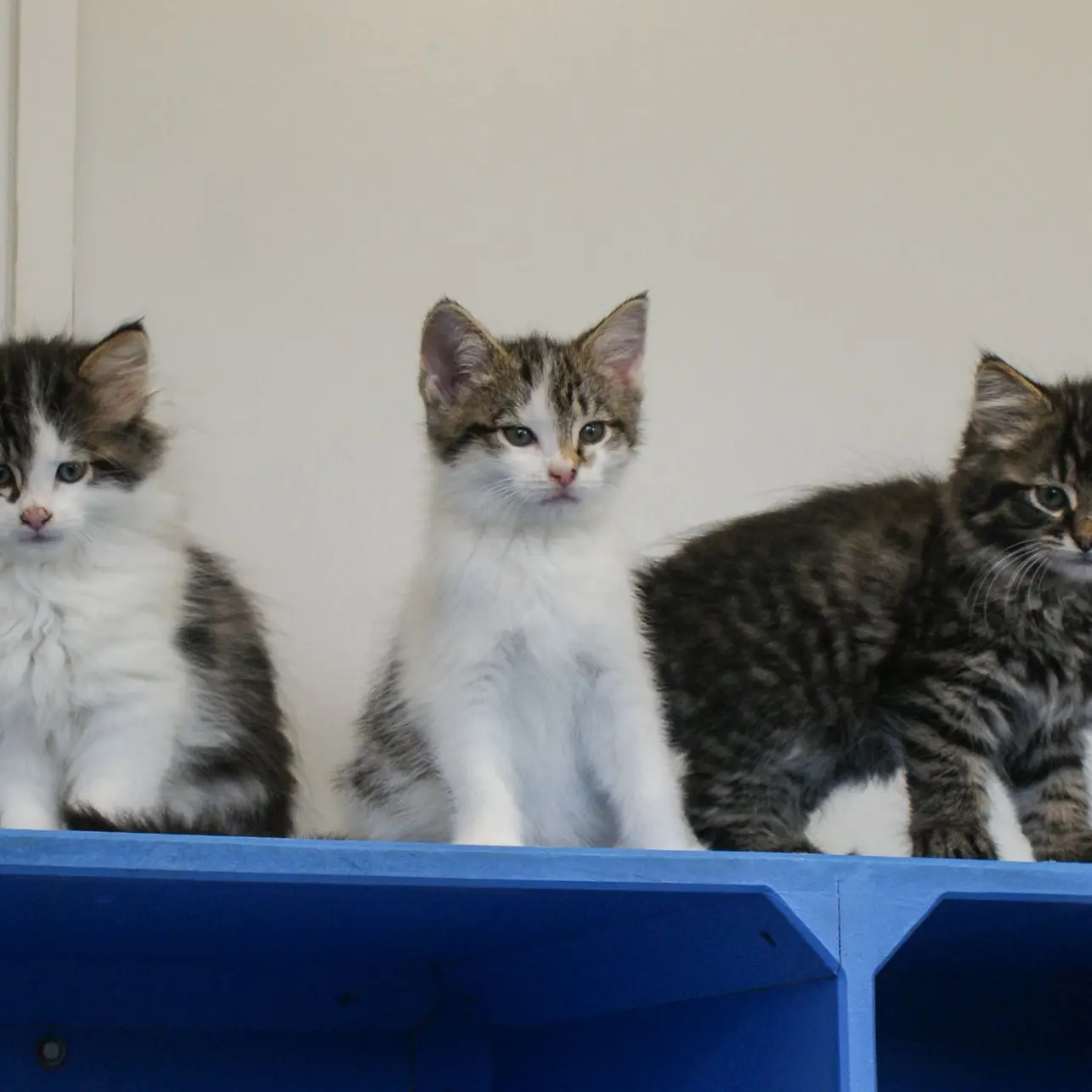 Cat fosterers desperately needed over the holidays
