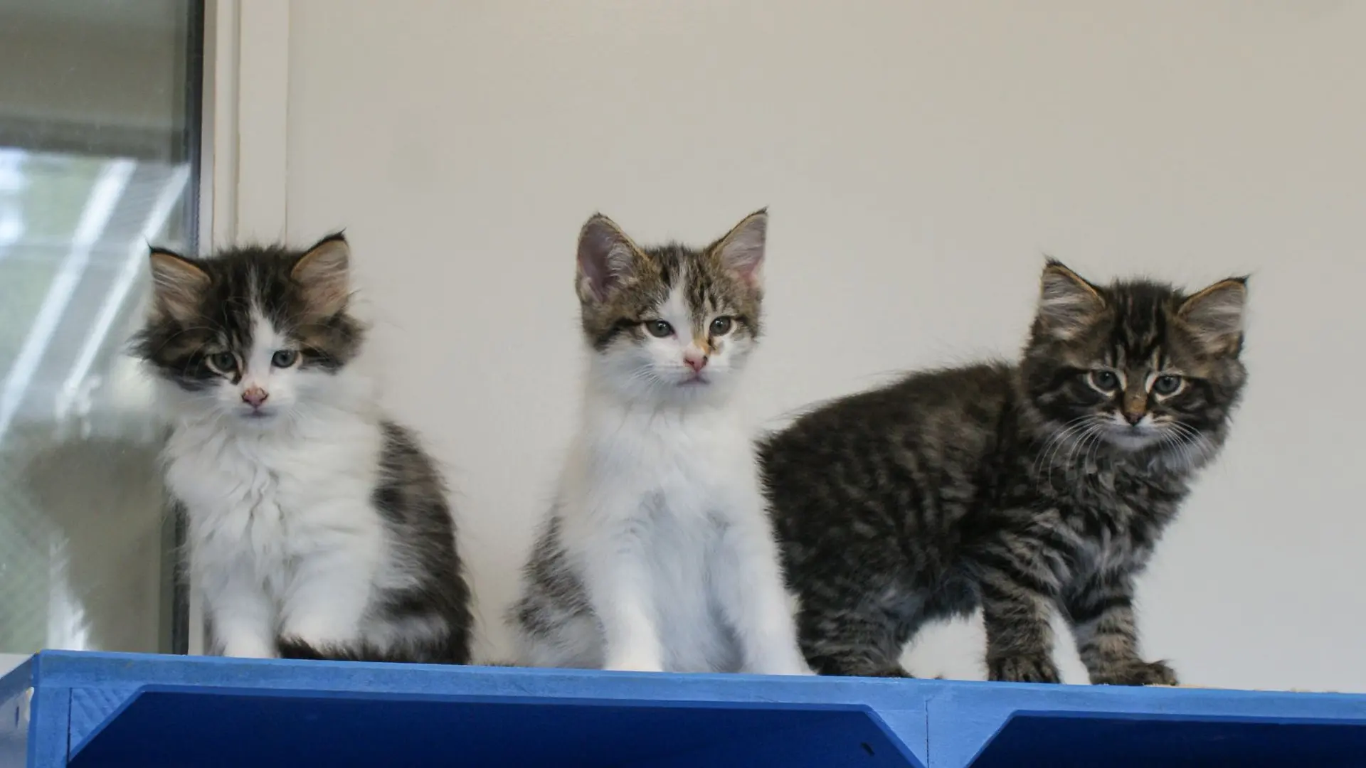 Cat fosterers desperately needed over the holidays