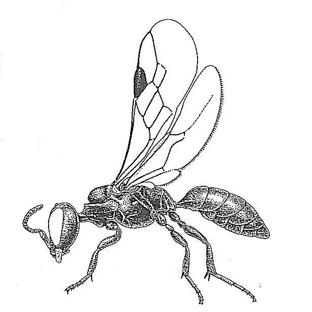 Tiny hunting wasps seldom noticed