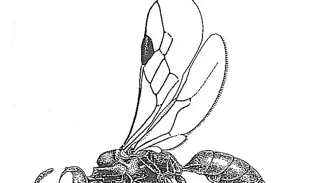 Tiny hunting wasps seldom noticed