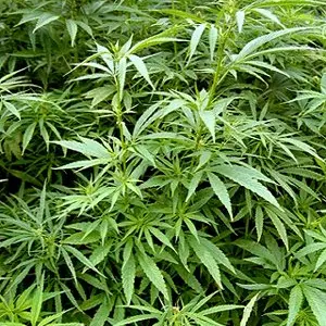 Cannabis smokers age quicker: study