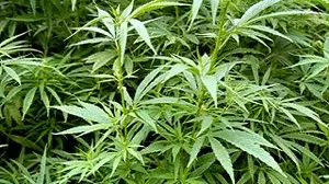 Cannabis smokers age quicker: study